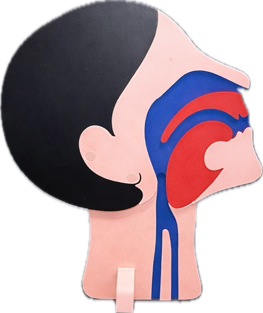 Jaw Thrust Airway Training Device